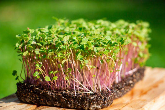 A Revolução dos Microverdes: Nutrientes em Miniatura para sua Dieta
