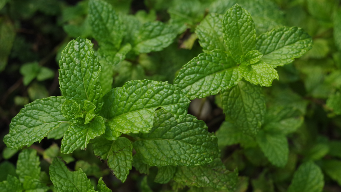 The health benefits of mint: – PLANTZ
